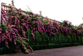 flowers.jpg (16436 bytes)