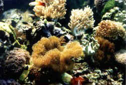 pt-ocean.jpg (19431 bytes)